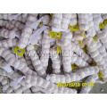 Professional Supplier of Fresh Snow White Garlic